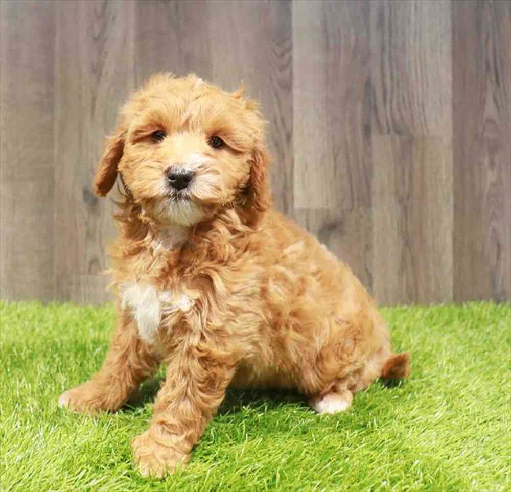 Mini Goldendoodle 2nd Gen image