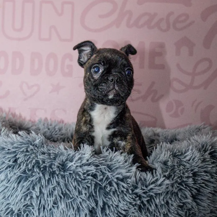 Female Frenchton Puppy for Sale in Greensboro, NC image