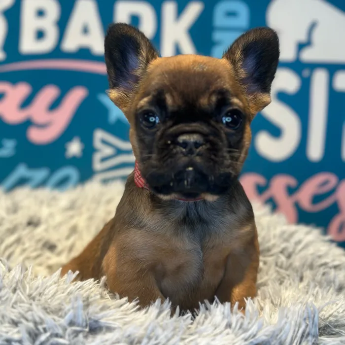 Fluffy French Bulldog image
