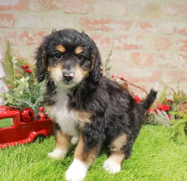 Mini Bernedoodle 2nd Gen image