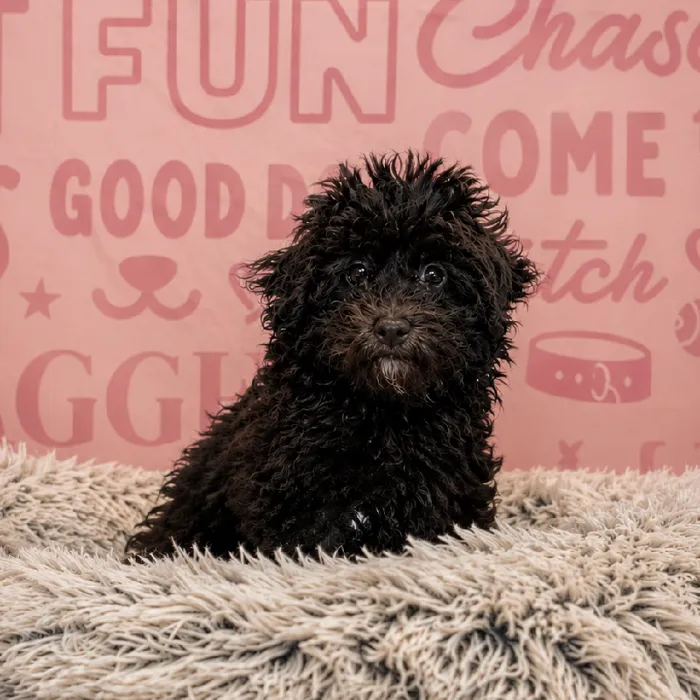 Male Havapoo Puppy for Sale in Greensboro, NC image