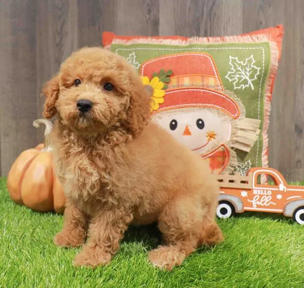 Mini Goldendoodle 2nd Gen image