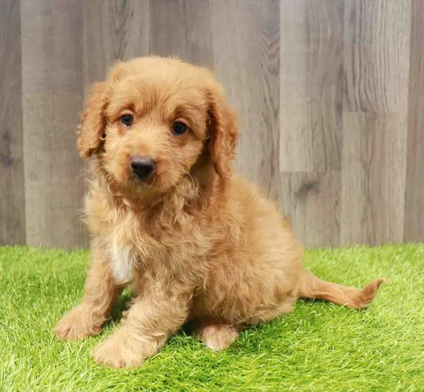 Mini Goldendoodle 2nd Gen image