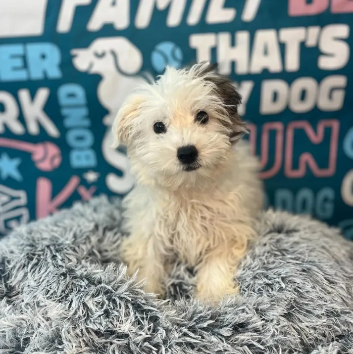 Female Hava-Chon Puppy for Sale in Charlotte, NC