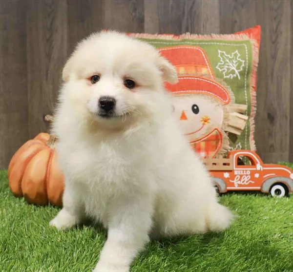 Pomeranian-Samoyed image