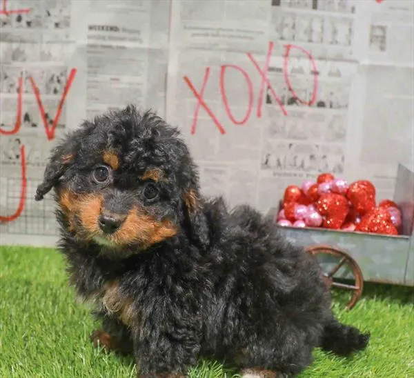 Mini Bernedoodle 2nd Gen image