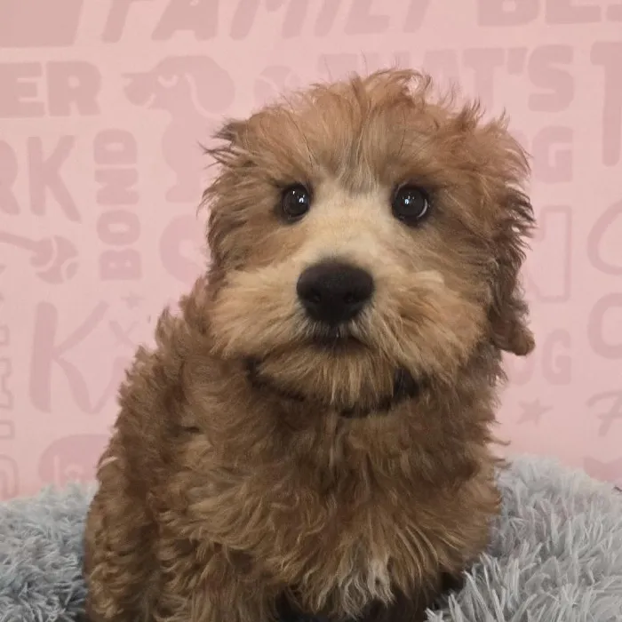 Male Soft Coated Wheaten Terrier-Poodle Puppy for Sale in Raleigh, NC