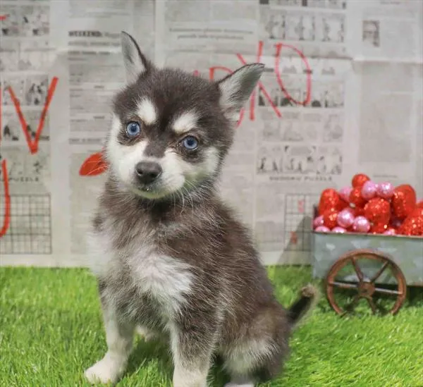 Alaskan Klee Kai image