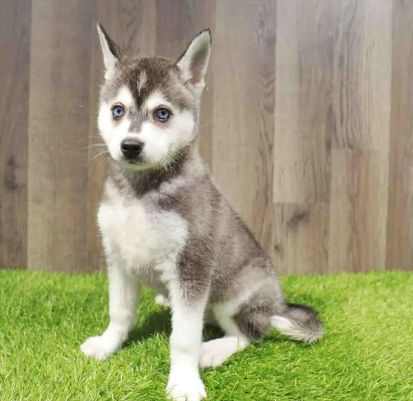 Alaskan Klee Kai image