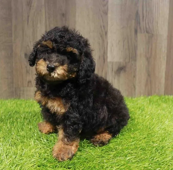 Poodle Toy image
