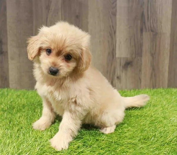 Chipoo image