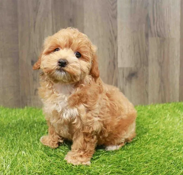 Bichapoo image