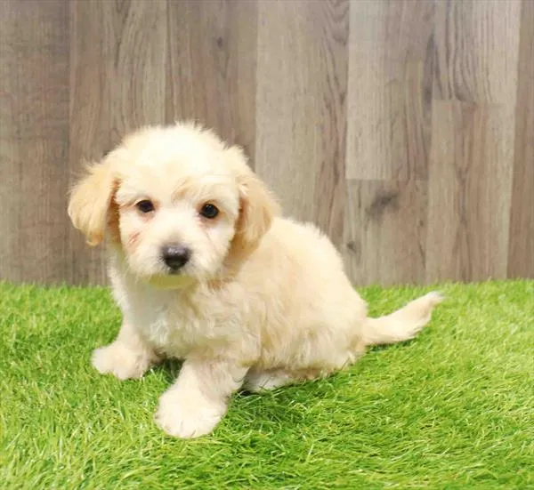 Chipoo image