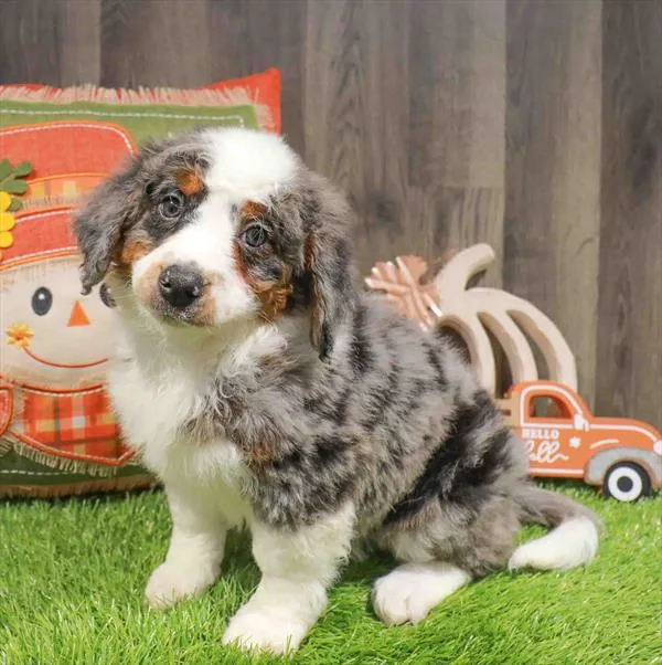 Mini Bernedoodle 2nd Gen image