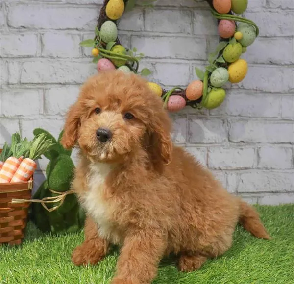 Mini Bernedoodle 2nd Gen image