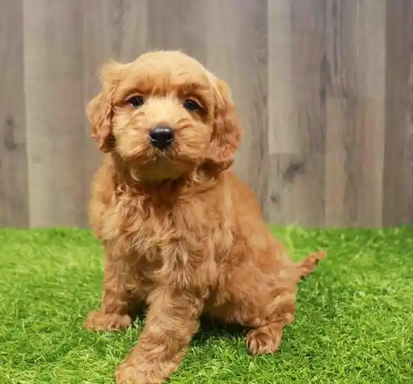 Mini Goldendoodle 2nd Gen image