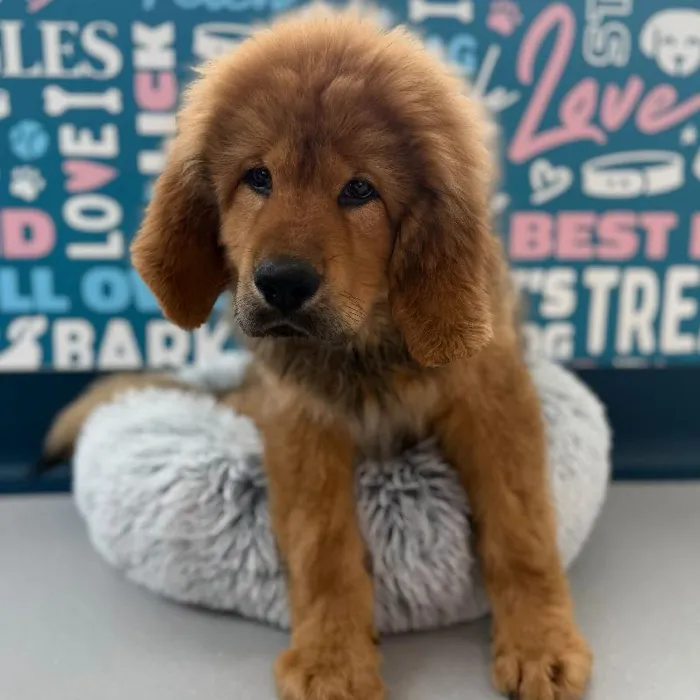 Male Tibetan Mastiff Puppy for Sale in Charlotte, NC image