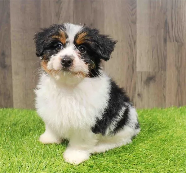 Mini Aussiedoodle image