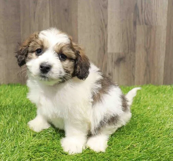 Papichon image