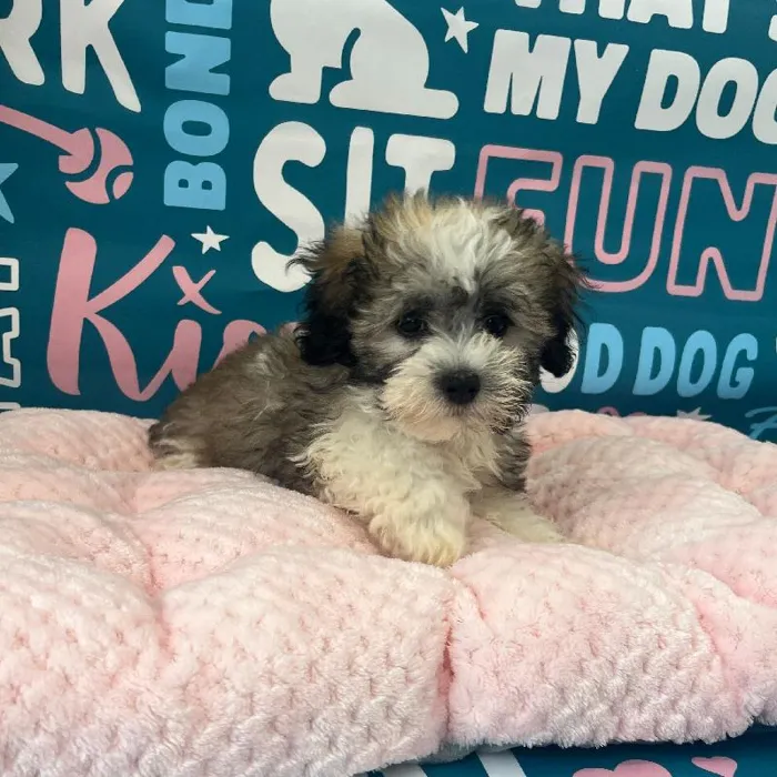 Male Havapoo Puppy for Sale in Charlotte, NC