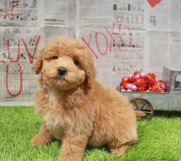 Mini Goldendoodle 2nd Gen image