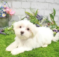 Male Maltese puppy named Carter for sale at Waggles Charlotte.