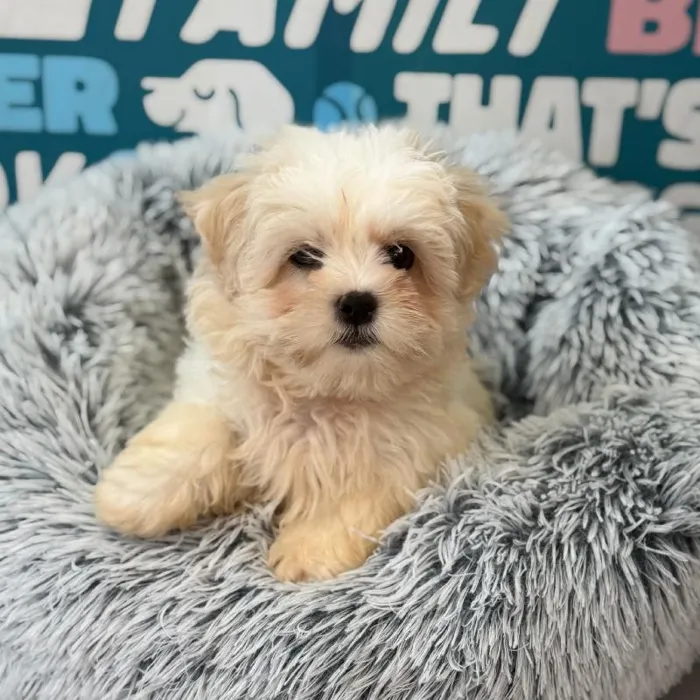 Male Teddy Bear puppy named Lake for sale at Waggles Charlotte.