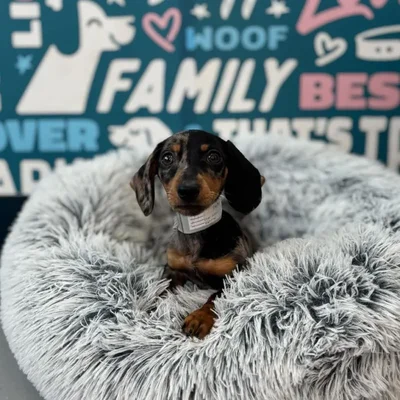 Male Dachshund Puppy for Sale in Charlotte, NC