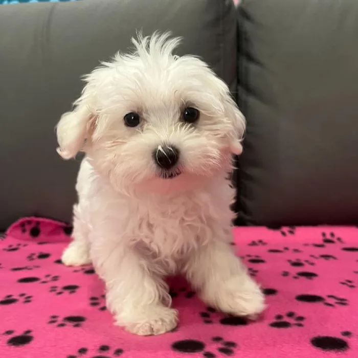 Female Maltese Puppy for Sale in Charlotte, NC