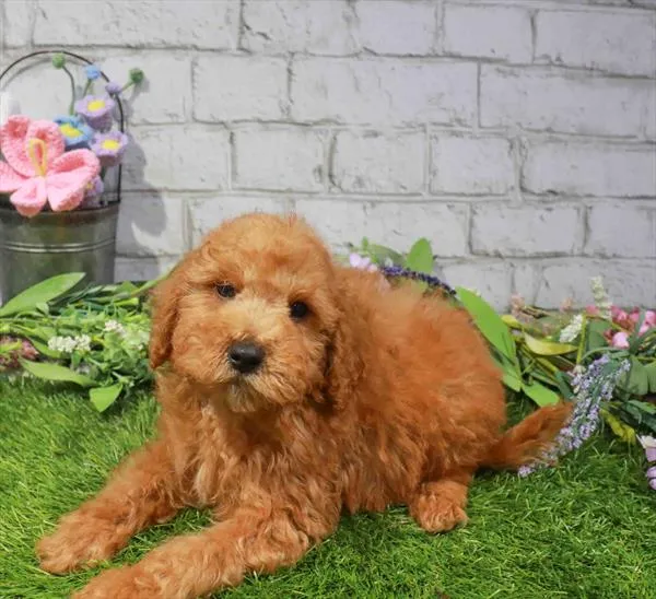 Male Mini Goldendoodle 2Nd Gen puppy named Slinky for sale at Waggles Greensboro.