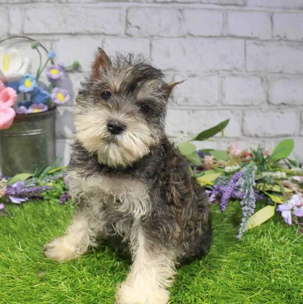 Female Mini Schnauzer puppy named Lilo for sale at Waggles Charlotte.
