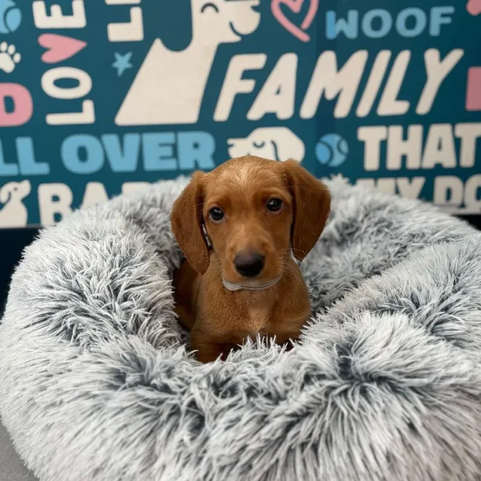 Male Dachshund puppy named Churro for sale at Waggles Charlotte.