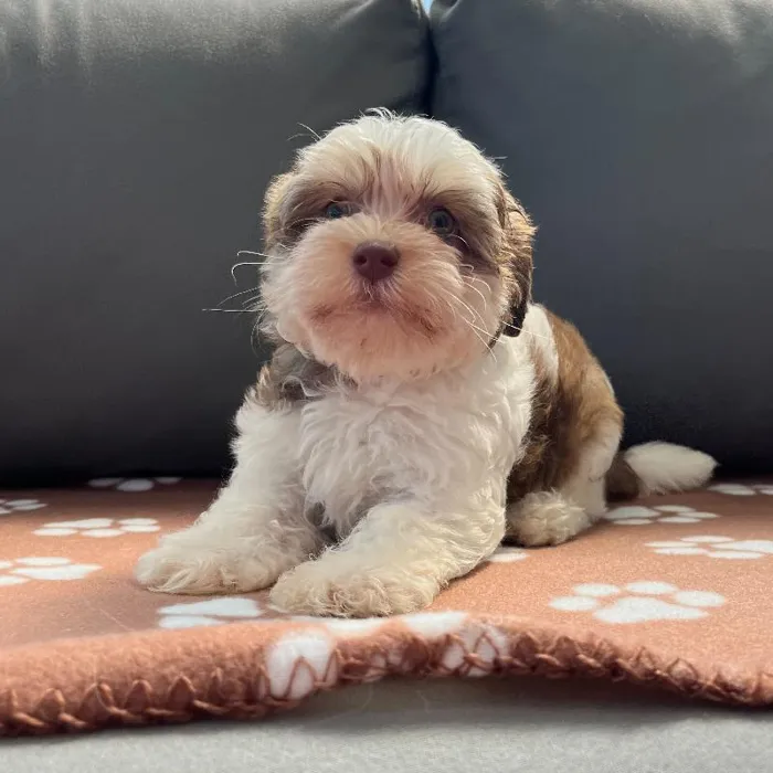 Female Havanese Puppy for Sale in Charlotte, NC