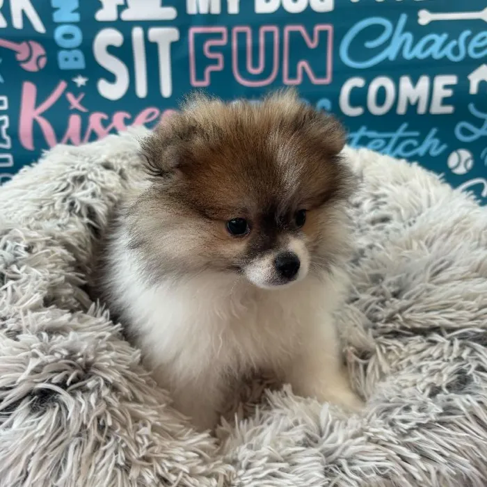 Male Pomeranian Puppy for Sale in Charlotte, NC