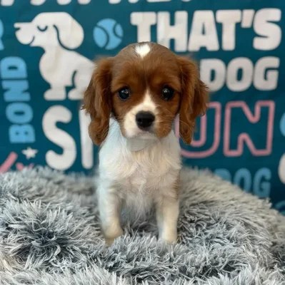 Female Cavalier King Charles Spaniel Puppy for Sale in Charlotte, NC