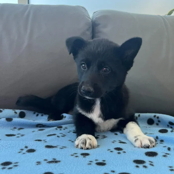 Female Pomsky 2nd Gen Puppy for Sale in Charlotte, NC