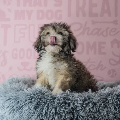 Male Havanese Puppy for Sale in Greensboro, NC