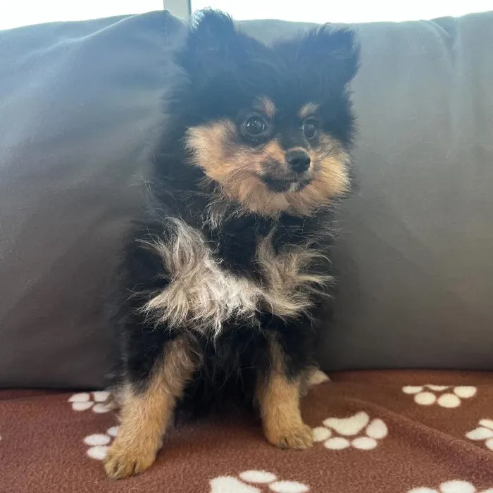 Female Pomeranian Puppy for Sale in Charlotte, NC