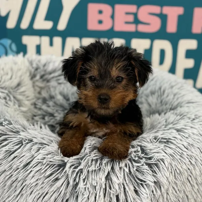 Male Yorkie puppy named Mickey for sale at Waggles Charlotte.