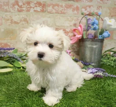 Female Maltese puppy named Luna for sale at Waggles Charlotte.