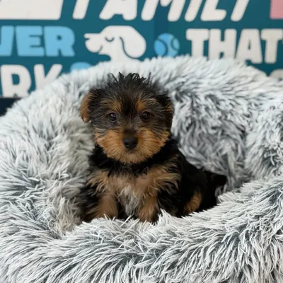 Male Yorkie Puppy for Sale in Charlotte, NC