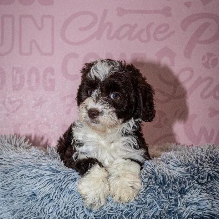Female Aussiedoodle puppy named Mertle for sale at Waggles Greensboro.