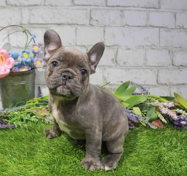 Male French Bulldog puppy named Louie for sale at Waggles Charlotte.