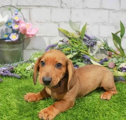 Male Dachshund puppy named Reuben for sale at Waggles Greensboro.