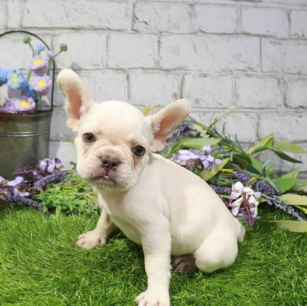 Male French Bulldog puppy named Blizzard for sale at Waggles Charlotte.