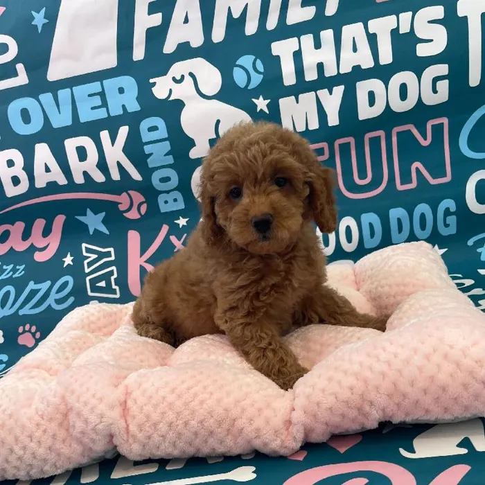 Female Mini Goldendoodle 2nd Gen Puppy for Sale in Charlotte, NC