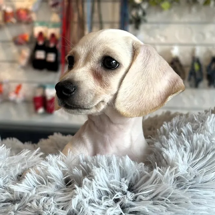 Male Dachshund Puppy for Sale in Greensboro, NC