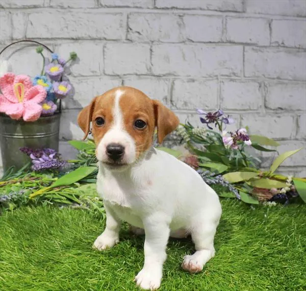 Female Jack Russell Terrier puppy named Prada for sale at Waggles Charlotte.