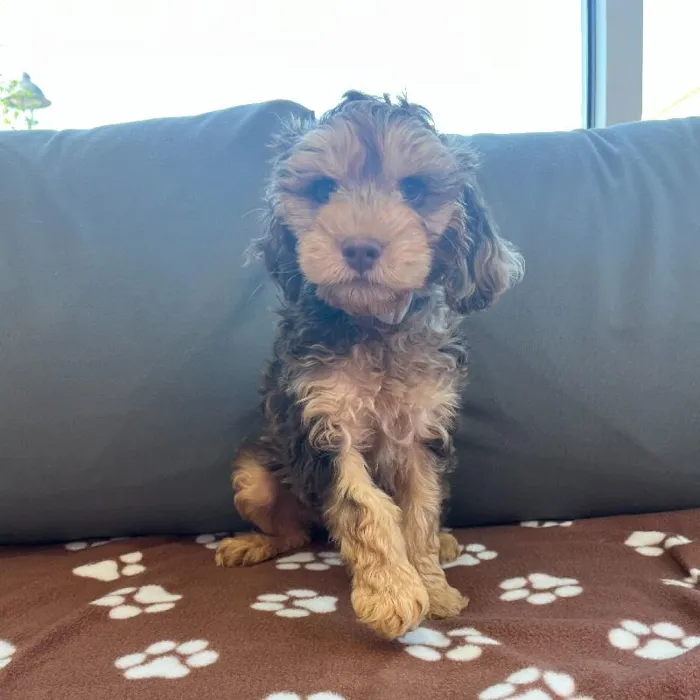 Male Cockapoo Puppy for Sale in Charlotte, NC