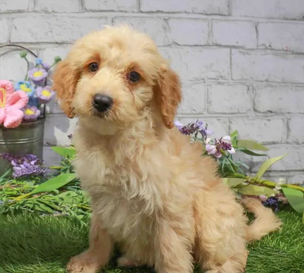 Female Mini Goldendoodle puppy named Libbie for sale at Waggles Raleigh.